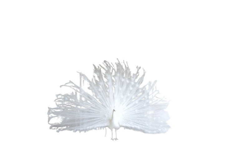 White Peacock Dream Vinyl Car Decal Sticker – Waterproof & UV-Resistant 