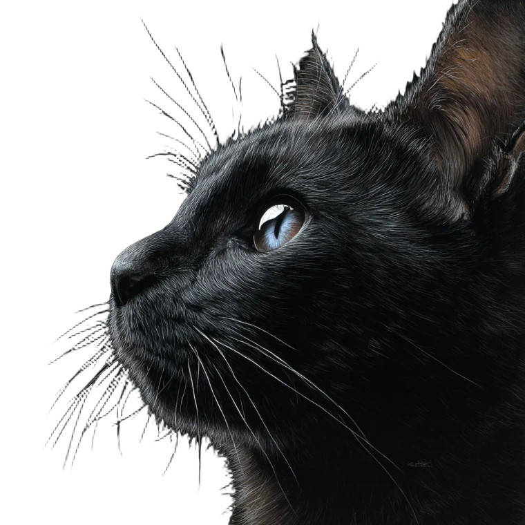Black Cat Vinyl Car Decal Sticker – Waterproof & UV-Resistant 