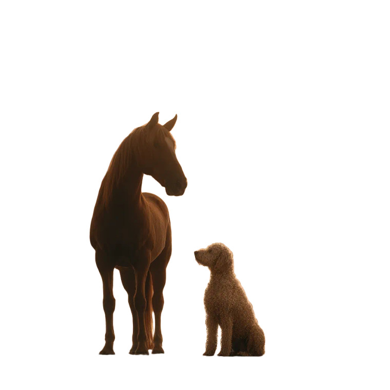 Beach Companions Vinyl Car Decal Sticker – Waterproof & UV-Resistant 