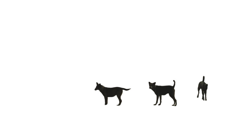 Stray Dogs Running Vinyl Car Decal Sticker – Waterproof & UV-Resistant 