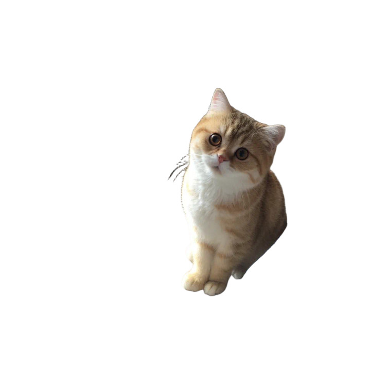 Cat And Owner Chat Vinyl Car Decal Sticker – Waterproof & UV-Resistant 