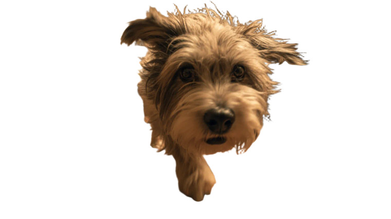 Shaggy Dog Dash Vinyl Car Decal Sticker – Waterproof & UV-Resistant 
