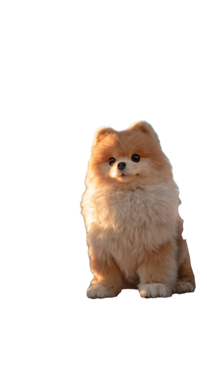 Giant Fluffy Pomeranian Vinyl Car Decal Sticker – Waterproof & UV-Resistant 