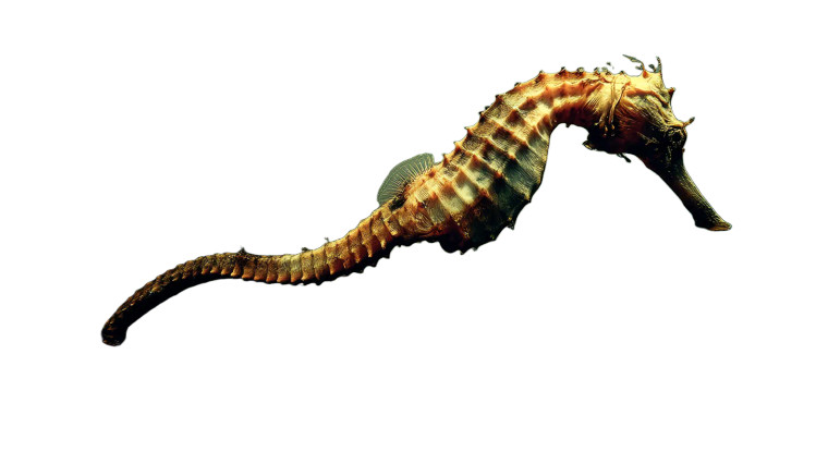 Polluted Seahorse Scene Vinyl Car Decal Sticker – Waterproof & UV-Resistant 