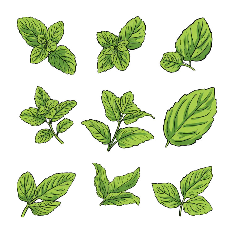 Mint Leaves Illustration Vinyl Car Decal Sticker – Waterproof & UV-Resistant 