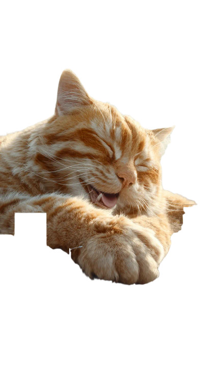 Giant Singing Cat V5 Vinyl Car Decal Sticker – Waterproof & UV-Resistant 