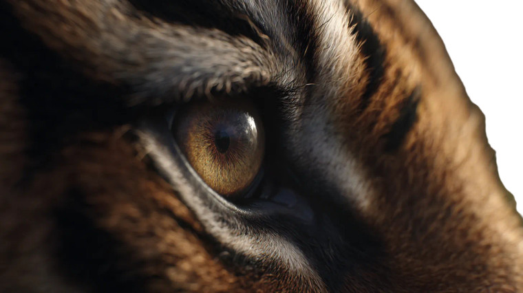 Tiger'S Eye Close-Up V2 Vinyl Car Decal Sticker – Waterproof & UV-Resistant 