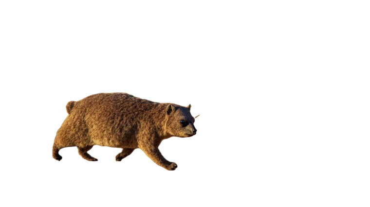 Rock Hyrax Walking Vinyl Car Decal Sticker – Waterproof & UV-Resistant 