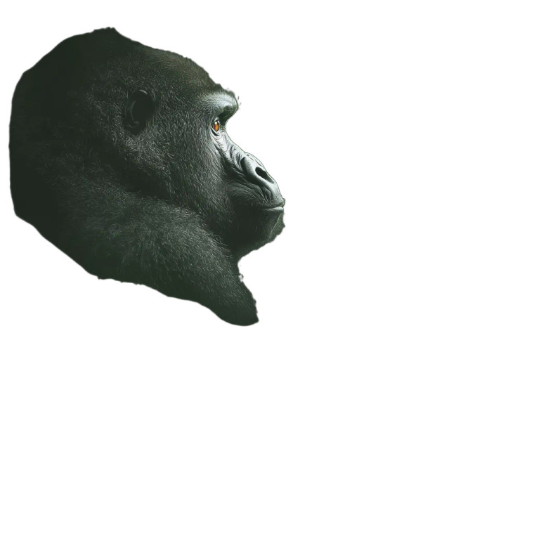 Gorilla Portrait Vinyl Car Decal Sticker – Waterproof & UV-Resistant 