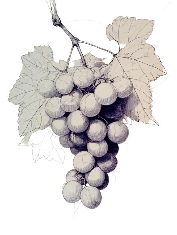 Simple Grapes Drawing Vinyl Car Decal Sticker – Waterproof & UV-Resistant 
