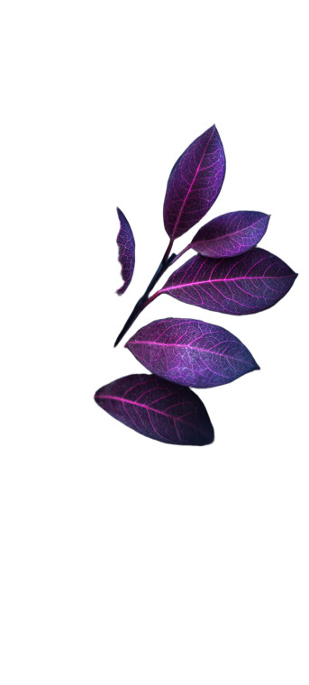 Purple Leaves Macro Vinyl Car Decal Sticker – Waterproof & UV-Resistant 
