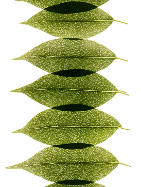 Kakadu Plum Leaves Vinyl Car Decal Sticker – Waterproof & UV-Resistant 