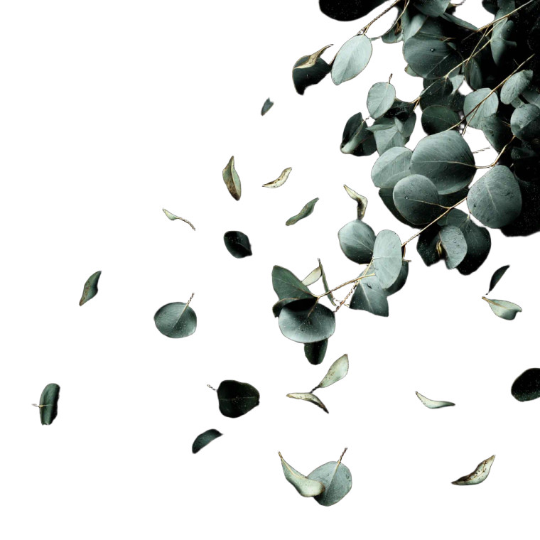 Luxury Eucalyptus Ad Vinyl Car Decal Sticker – Waterproof & UV-Resistant 