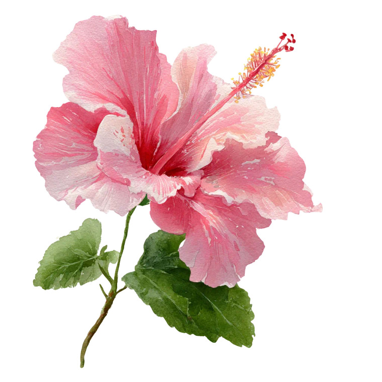 Pink Hibiscus Flower V5 Vinyl Car Decal Sticker – Waterproof & UV-Resistant 