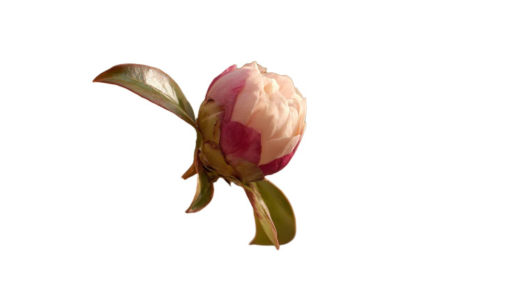 Blooming Flower Bud Vinyl Car Decal Sticker – Waterproof & UV-Resistant 