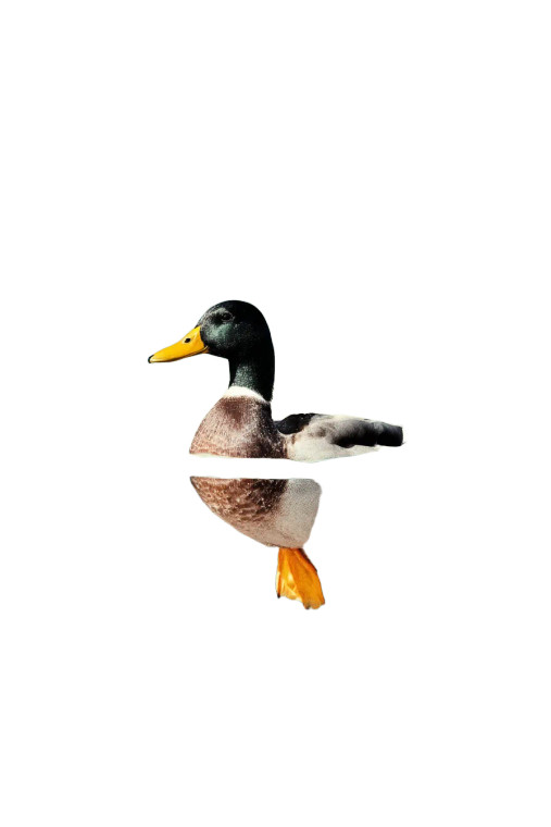 Duck On Pond V2 Vinyl Car Decal Sticker – Waterproof & UV-Resistant 