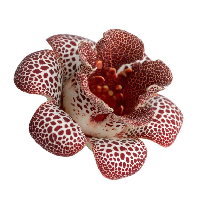 Vanilla Rafflesia Vinyl Car Decal Sticker – Waterproof & UV-Resistant 