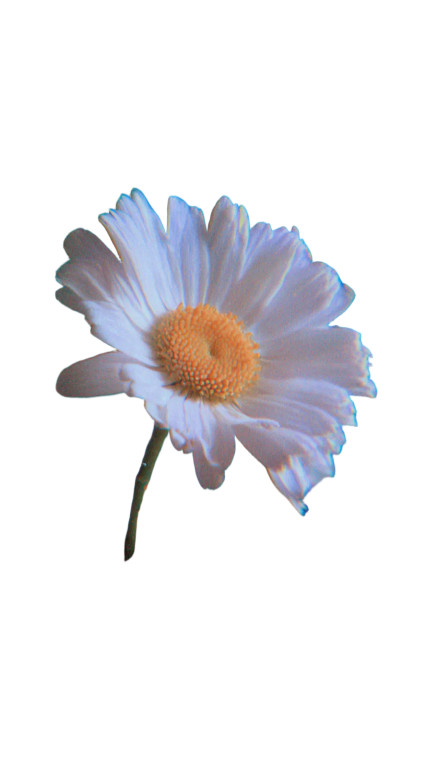Plucked Daisy Petal Vinyl Car Decal Sticker – Waterproof & UV-Resistant 