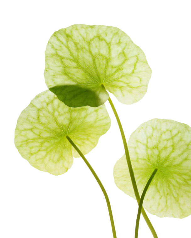 Centella Asiatica Leaves V2 Vinyl Car Decal Sticker – Waterproof & UV-Resistant 