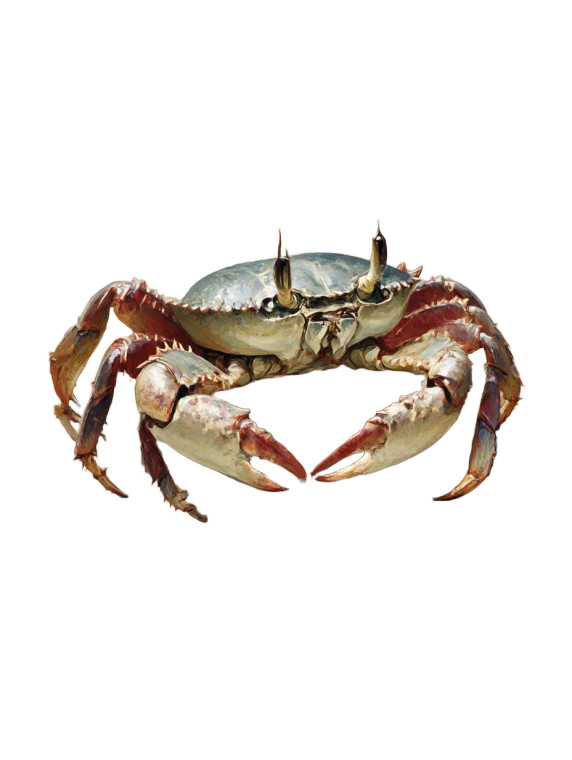 Dnd Crab Art Vinyl Car Decal Sticker – Waterproof & UV-Resistant 
