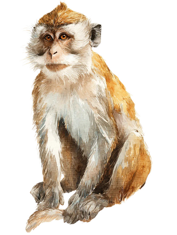 Jungle Monkey Vinyl Car Decal Sticker – Waterproof & UV-Resistant 