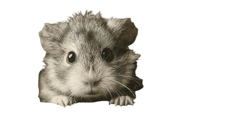 Colorful Guinea Pig Vinyl Car Decal Sticker – Waterproof & UV-Resistant 