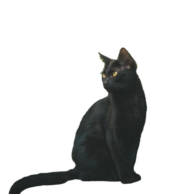 Black Cat V21 Vinyl Car Decal Sticker – Waterproof & UV-Resistant 