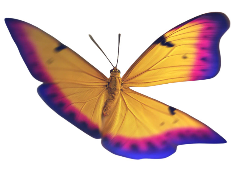 Flying Butterfly Macro Vinyl Car Decal Sticker – Waterproof & UV-Resistant 