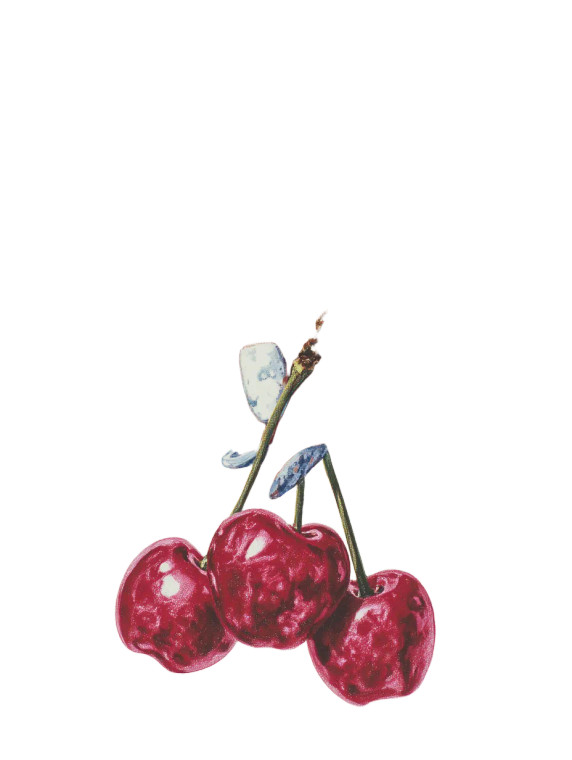 Hand Holding Cherries Vinyl Car Decal Sticker – Waterproof & UV-Resistant 