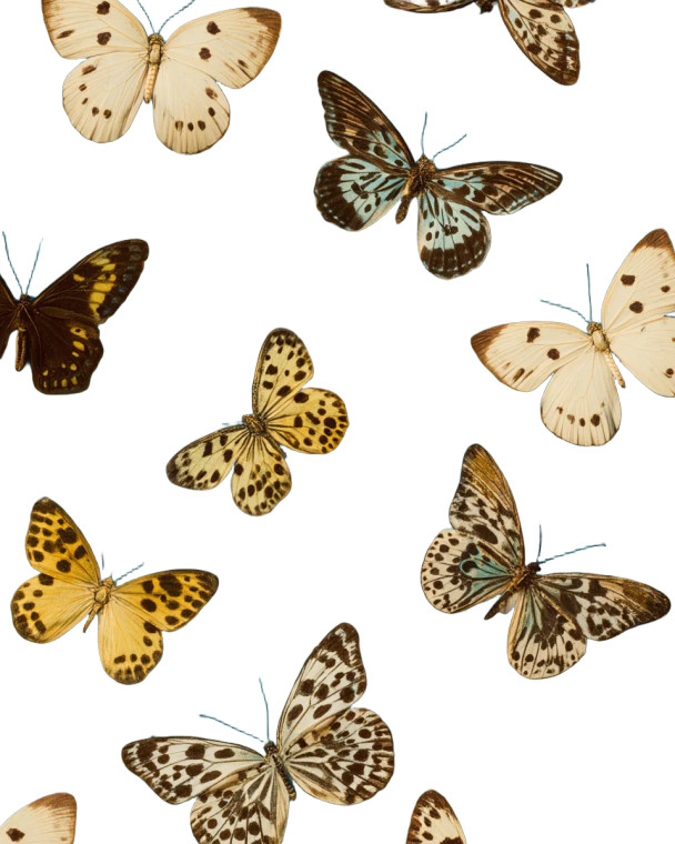 Vintage Butterflies Ad Vinyl Car Decal Sticker – Waterproof & UV-Resistant 