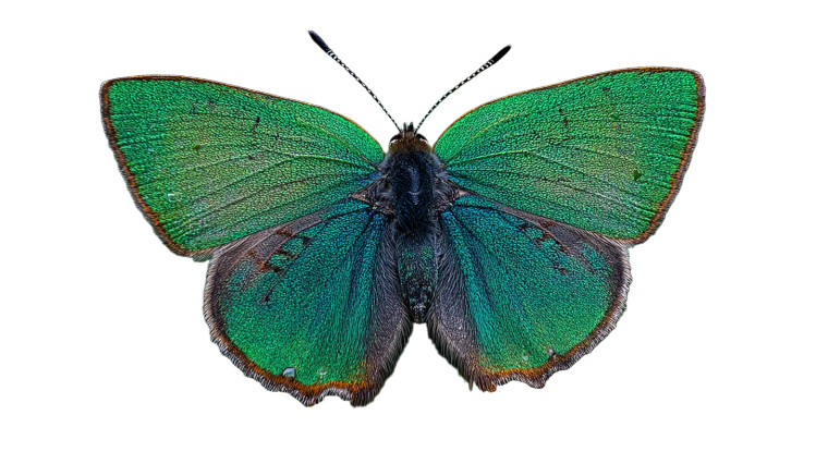 Green Butterfly V2 Vinyl Car Decal Sticker – Waterproof & UV-Resistant 