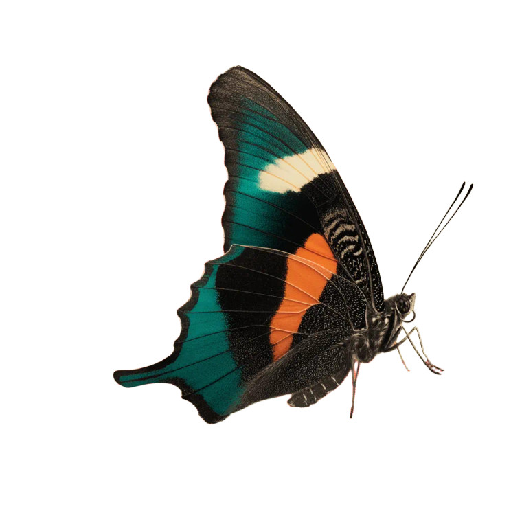 Butterfly Illustration V2 Vinyl Car Decal Sticker – Waterproof & UV-Resistant 