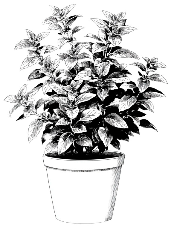 Potted Plant V3 Vinyl Car Decal Sticker – Waterproof & UV-Resistant 
