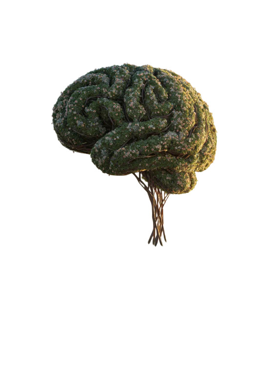 Brain Tree V2 Vinyl Car Decal Sticker – Waterproof & UV-Resistant 