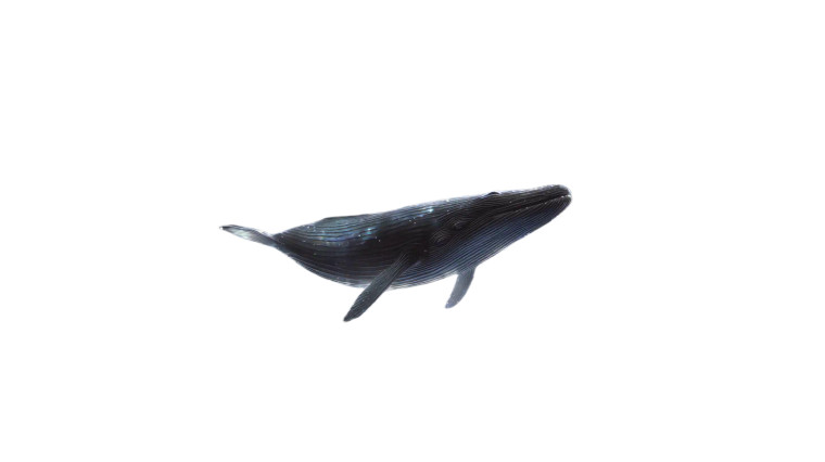 Cosmic Multivac Whale Vinyl Car Decal Sticker – Waterproof & UV-Resistant 