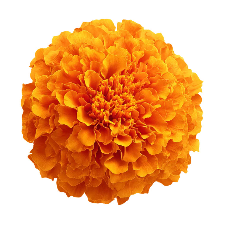Orange Marigold Flower Vinyl Car Decal Sticker – Waterproof & UV-Resistant 
