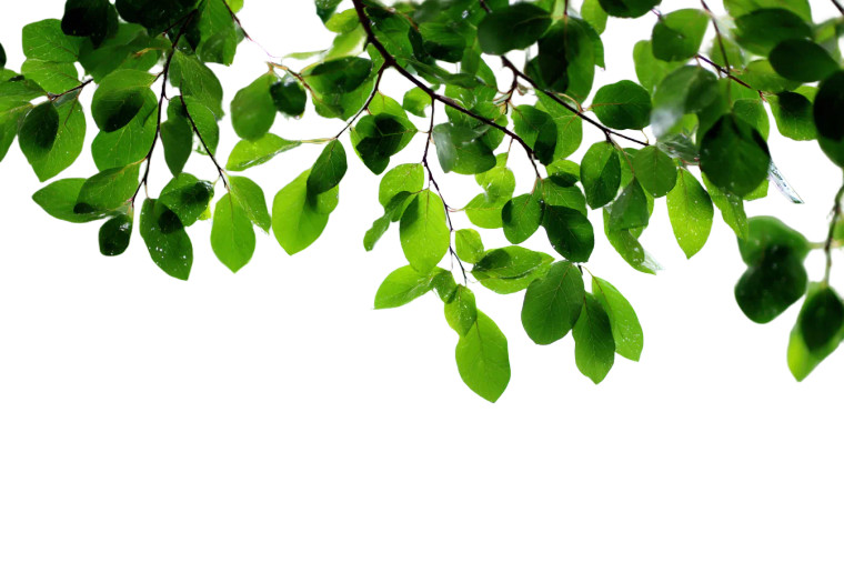 Blurred Green Leaves Vinyl Car Decal Sticker – Waterproof & UV-Resistant 