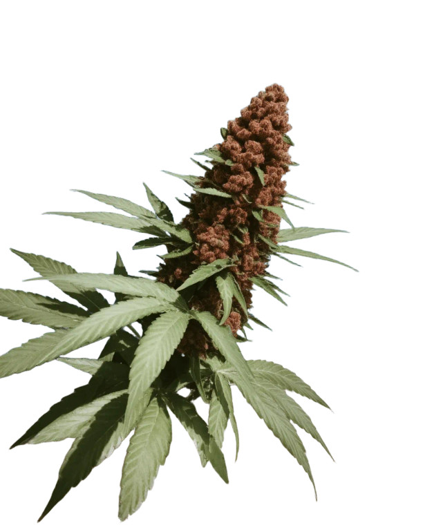 Marijuana Flower Vinyl Car Decal Sticker – Waterproof & UV-Resistant 