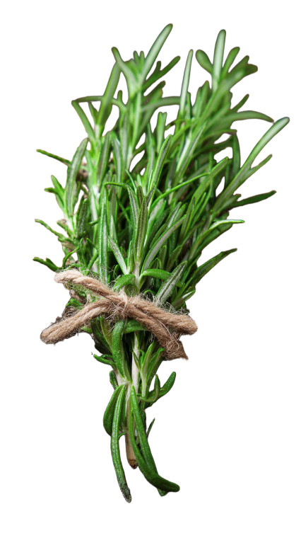 Herb Rosemary Vinyl Car Decal Sticker – Waterproof & UV-Resistant 
