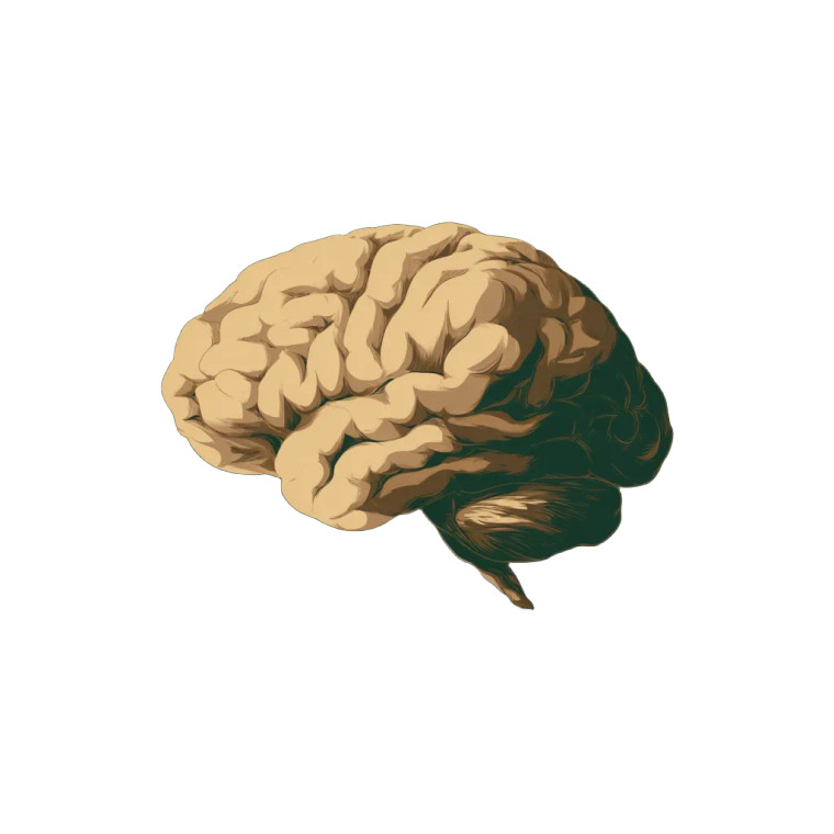 Simple Brain Illustration Vinyl Car Decal Sticker – Waterproof & UV-Resistant 