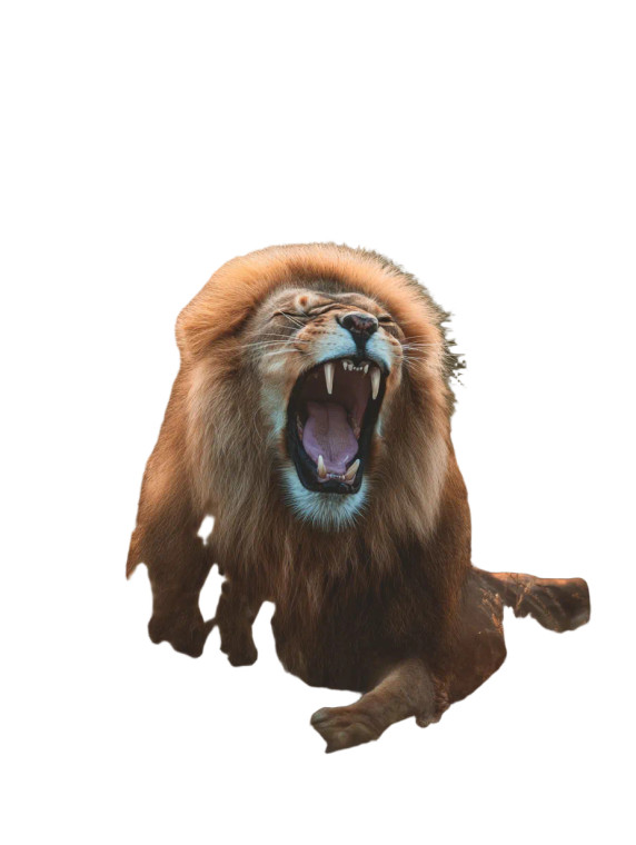 Roaring Lion V16 Vinyl Car Decal Sticker – Waterproof & UV-Resistant 