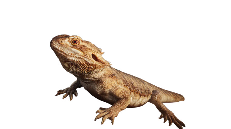 Bearded Dragon Landscape Vinyl Car Decal Sticker – Waterproof & UV-Resistant 