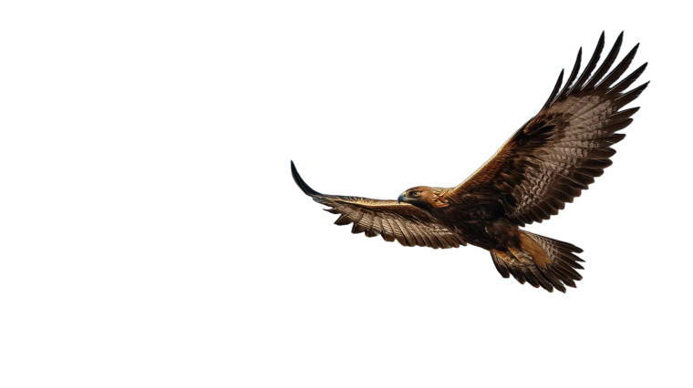 Golden Eagle Soaring V6 Vinyl Car Decal Sticker – Waterproof & UV-Resistant 