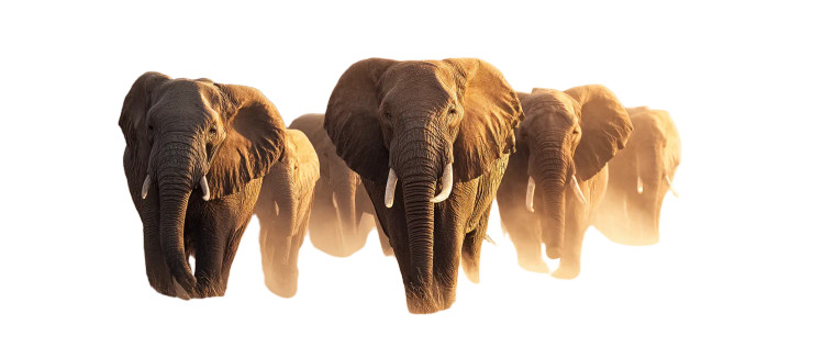 African Elephants Running Vinyl Car Decal Sticker – Waterproof & UV-Resistant 