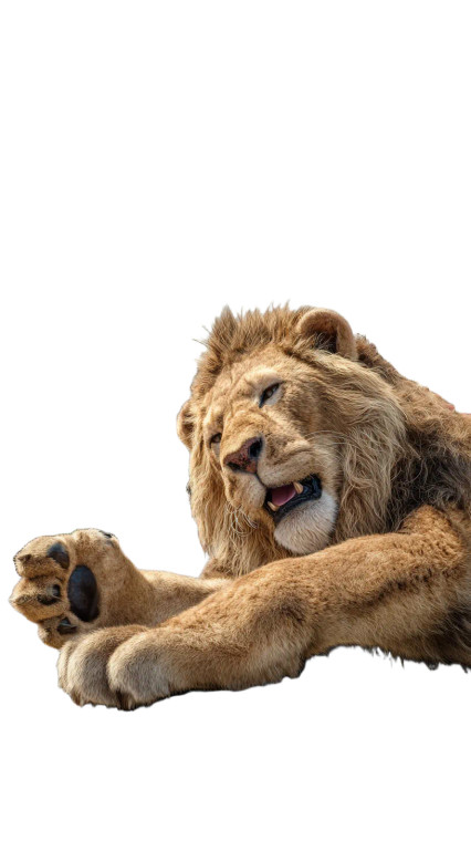 Giant Singing Lion Vinyl Car Decal Sticker – Waterproof & UV-Resistant 