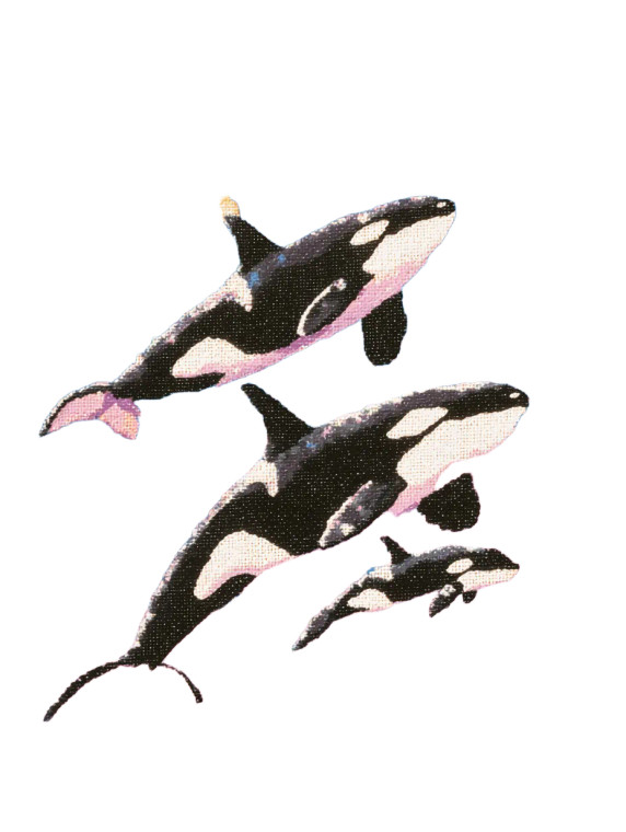 Space Orcas Vinyl Car Decal Sticker – Waterproof & UV-Resistant 