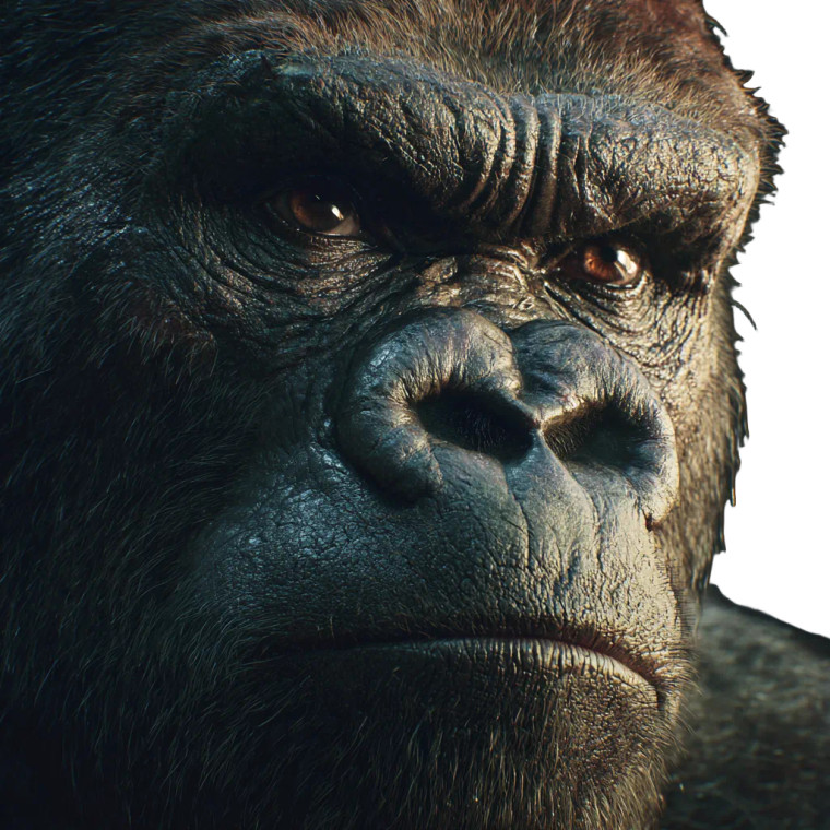 Realistic Gorilla Portrait Vinyl Car Decal Sticker – Waterproof & UV-Resistant 