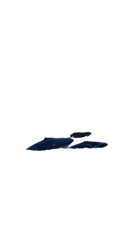Whale Tails Twilight Vinyl Car Decal Sticker – Waterproof & UV-Resistant 