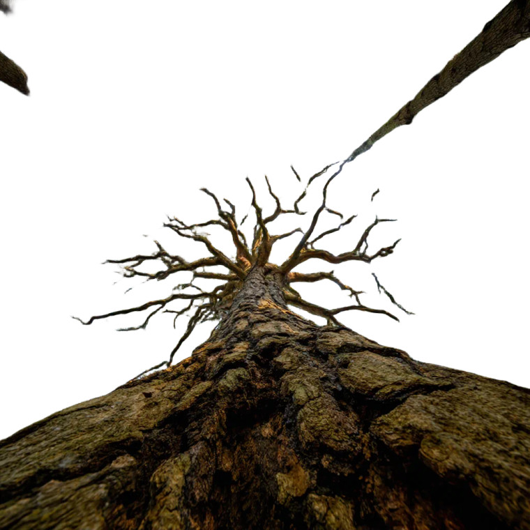 Majestic Clan Tree Vinyl Car Decal Sticker – Waterproof & UV-Resistant 