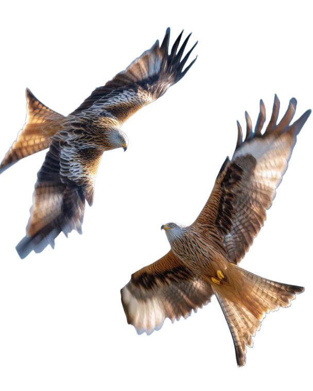 Majestic Red Kites Vinyl Car Decal Sticker – Waterproof & UV-Resistant 